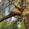 Large tree with a broken branch exposing fresh wood, green leaves and dense undergrowth nearby.