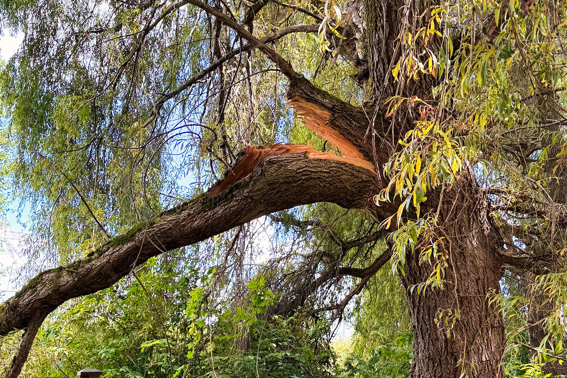 Large tree with a broken branch exposing fresh wood, green leaves and dense undergrowth nearby.
