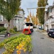 Magnolia Tree Service pruning maple trees