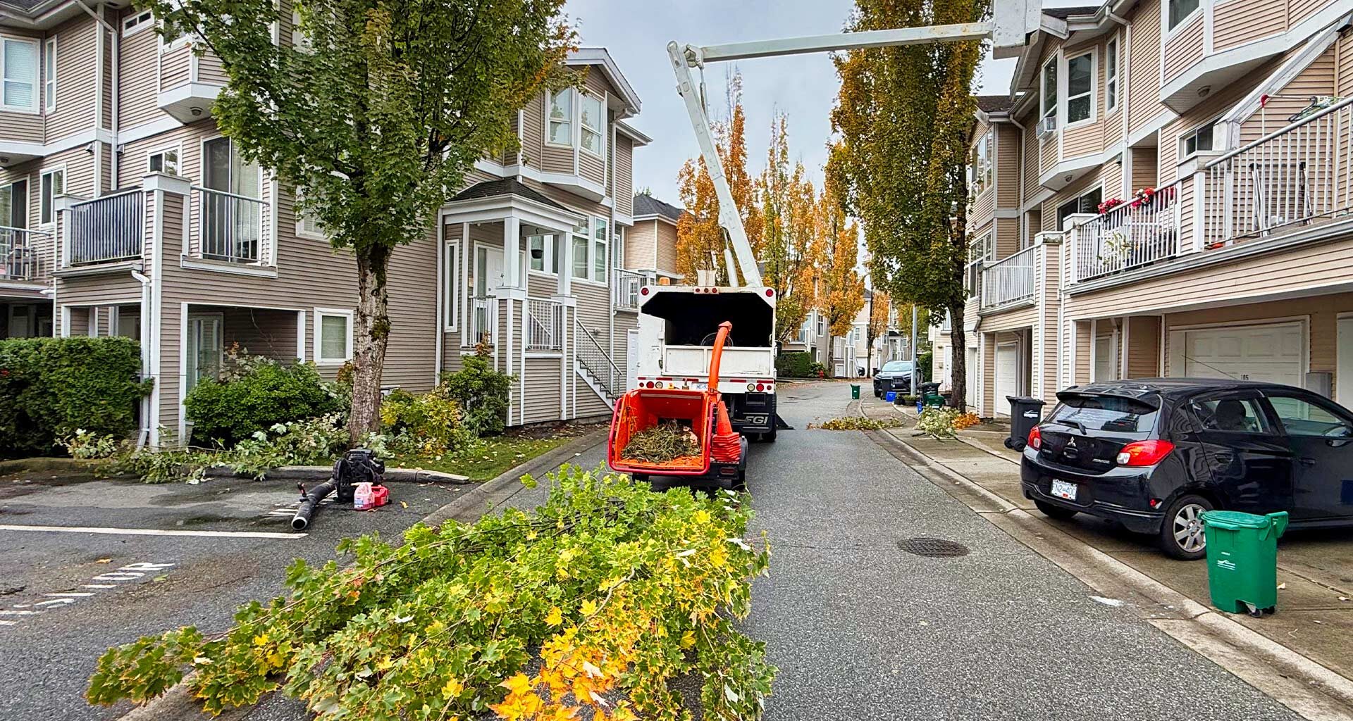 Magnolia Tree Service pruning maple trees