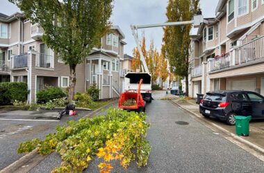 Magnolia Tree Service pruning maple trees
