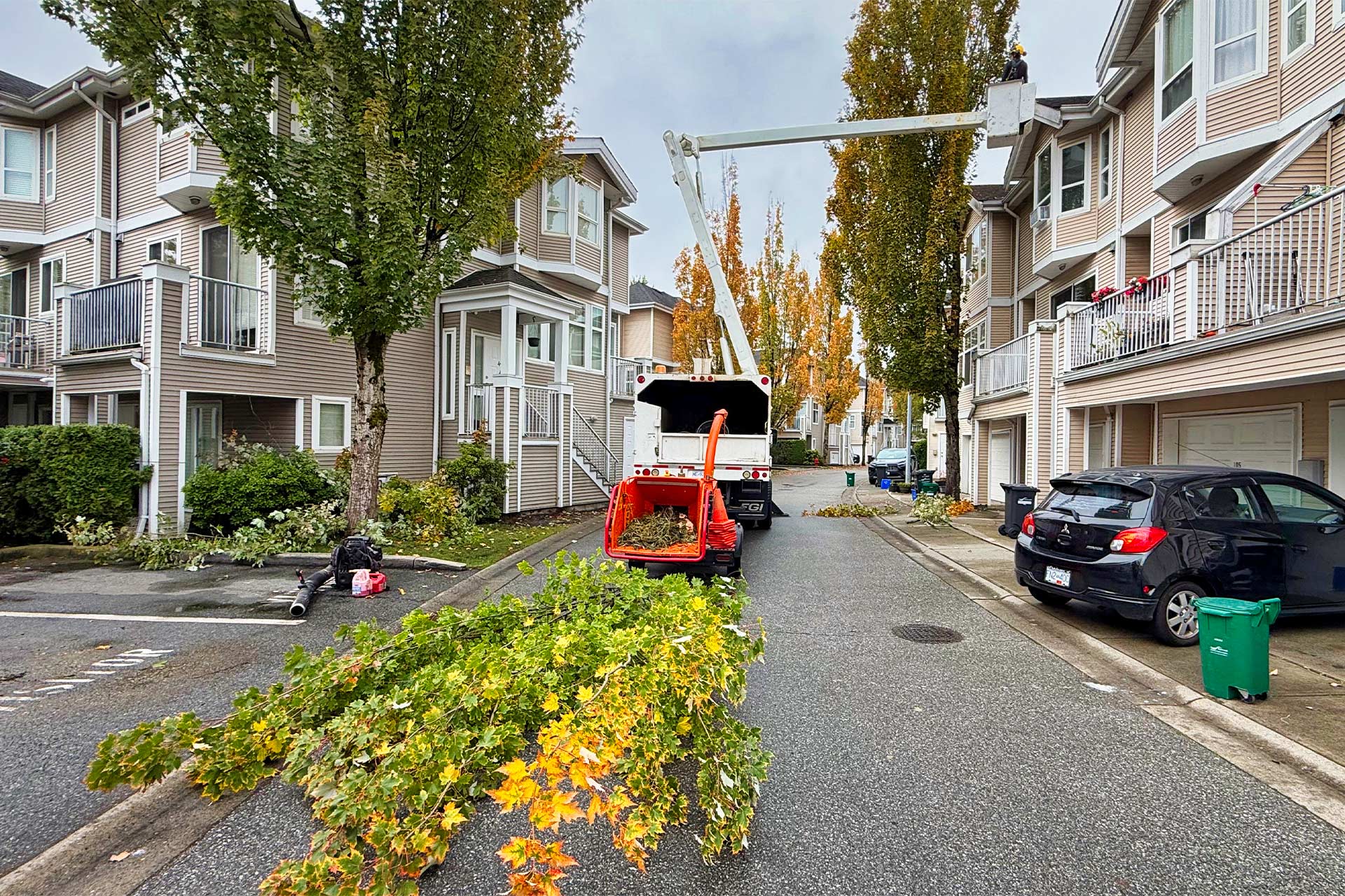 Magnolia Tree Service pruning maple trees
